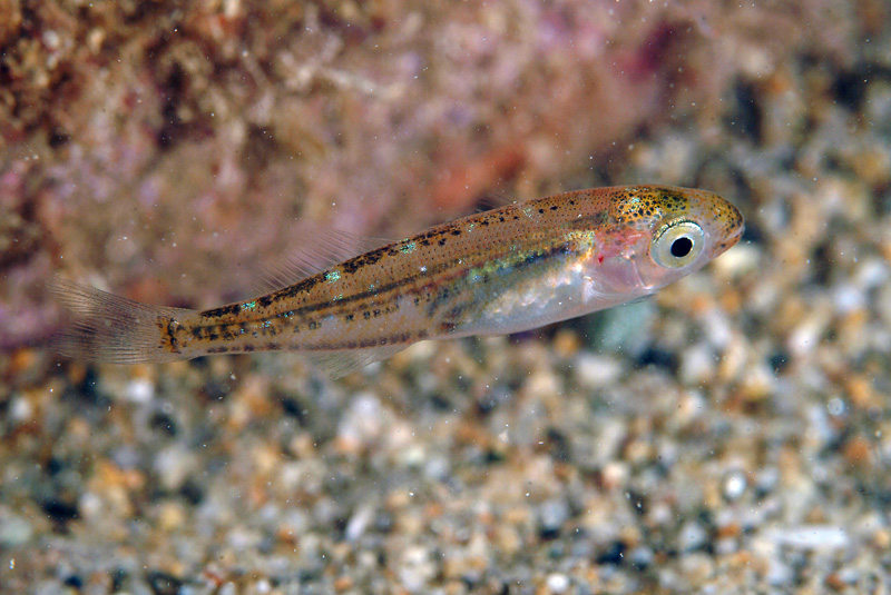 juvenile Sarpa salpa e juvenile Spicara sp.